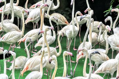 Flock of birds on lake