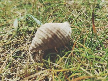 Close-up of a mushroom in field