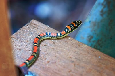 Close-up of snake on table