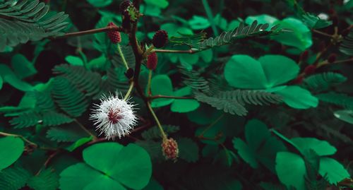 High angle view of flowering plant