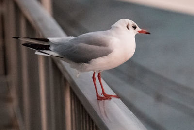 Close-up of seagull perching on railing