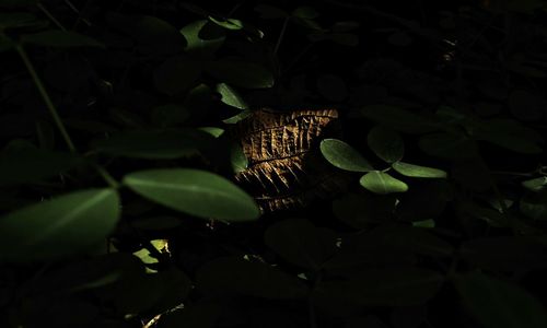 Plants growing in the dark