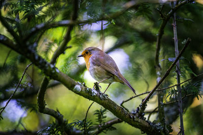 Bird perching on branch