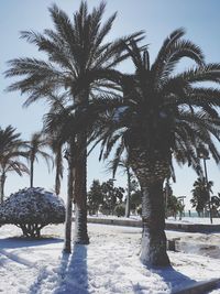 Palm trees against sky during winter