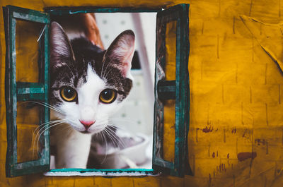 Close-up portrait of a cat