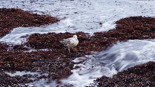 High angle view of birds in water