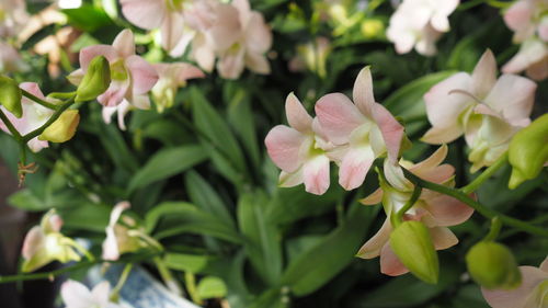 Close-up of pink flowering plant