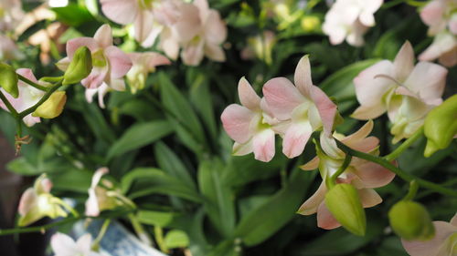 Close-up of pink flowering plant