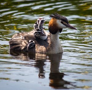 Duck swimming in lake