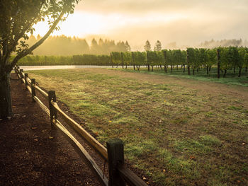 Scenic view of field against sky during sunset