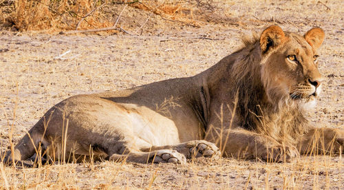 Cat lying in a land