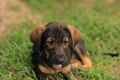 Portrait of dog on field