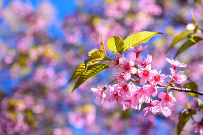 Close-up of pink cherry blossoms