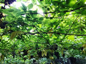 Low angle view of tree in forest