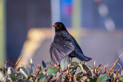 Close-up of bird perching on a plant