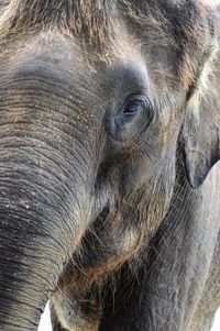 Close-up of elephant