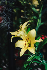 Close-up of frangipani blooming outdoors