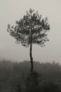 Tree on field against sky