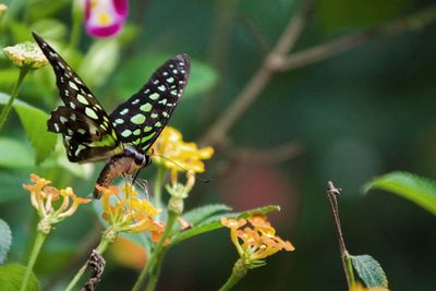 Close-up of butterfly pollinating on leaf