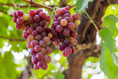 Close-up of grapes growing on tree