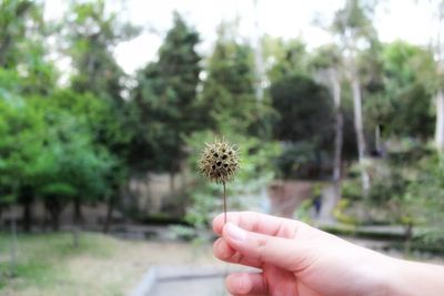 Close-up of hand holding flower against blurred background