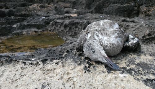 Close-up of duck in water