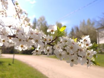 Close-up of cherry blossoms against sky