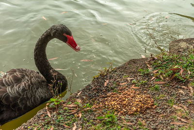 High angle view of swan swimming in lake