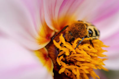 Close-up of insect on yellow flower