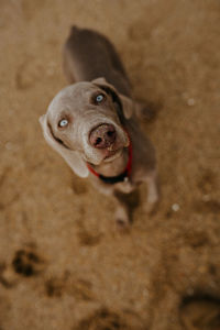 From above of adorable weimaraner dog with gray coat in collar standing on sandy shore with traces in coastal area