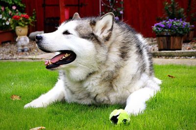 Close-up of dog on grassy field
