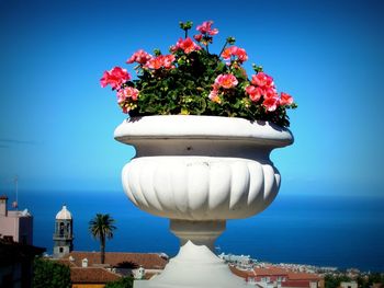 Close-up of flowers against blue sky