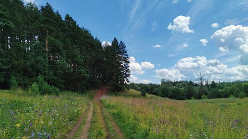 Blue sky with clouds over the field near the forest on a sunny day