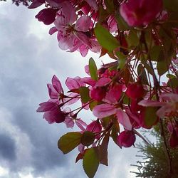 Low angle view of pink flowers on tree