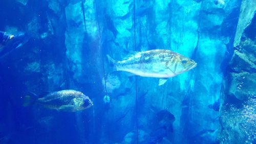 Fish swimming in sea