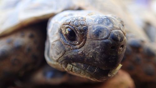 Close-up of tortoise