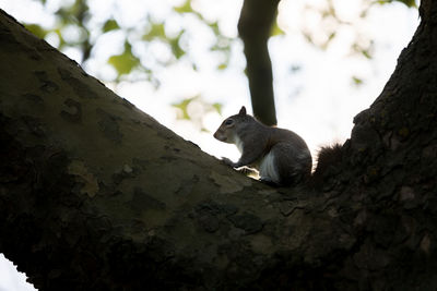 Low angle view of horse sitting on tree