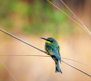 Close-up of a bird perching on cable