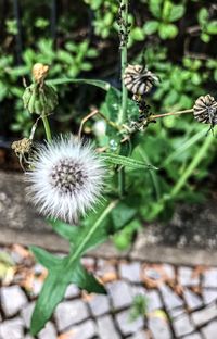 High angle view of white flowering plants