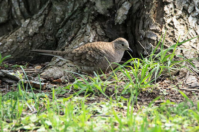 Duck on tree