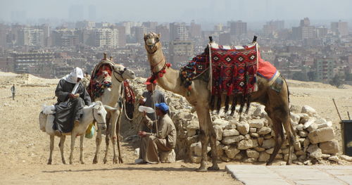 Panoramic view of horse in city