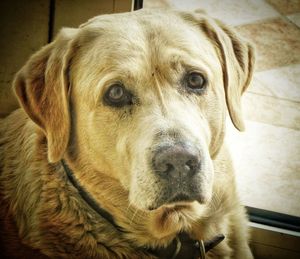 Portrait of dog looking at camera