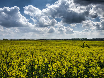 Scenic view of oilseed rape field against cloudy sky