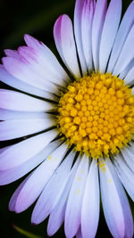 Close-up of white daisy