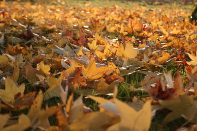 Close-up of fallen leaves on field during autumn