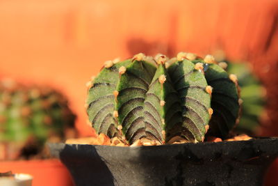 Close-up of succulent plant