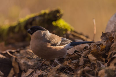 Close-up of bird perching on a tree