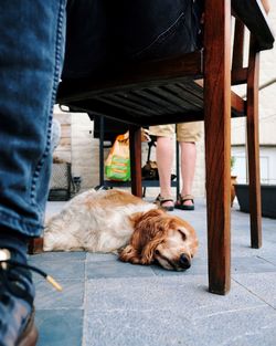 Low section of man with dog on seat