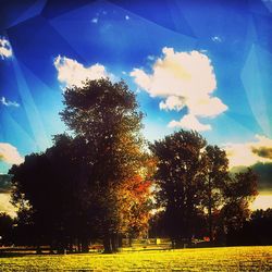 Trees on landscape against sky