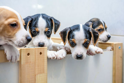 Close-up of puppies in crate at home 